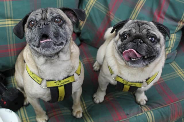 Bella and Drake are a gorgeous pair of pugs who are looking for someone to give them a forever home together