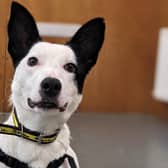 Vicky is a beautiful border collie cross who came into Ballymena Rehoming Centre with her pups. She is a loving dog who is described as having a heart of gold