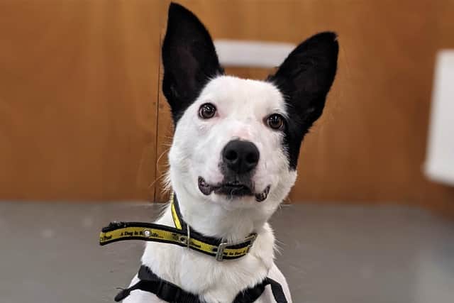 Vicky is a beautiful border collie cross who came into Ballymena Rehoming Centre with her pups. She is a loving dog who is described as having a heart of gold
