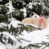 Sheep face wintry conditions as snow blasts the Co Antrim hills. Picture: Stephen Hamilton/Presseye