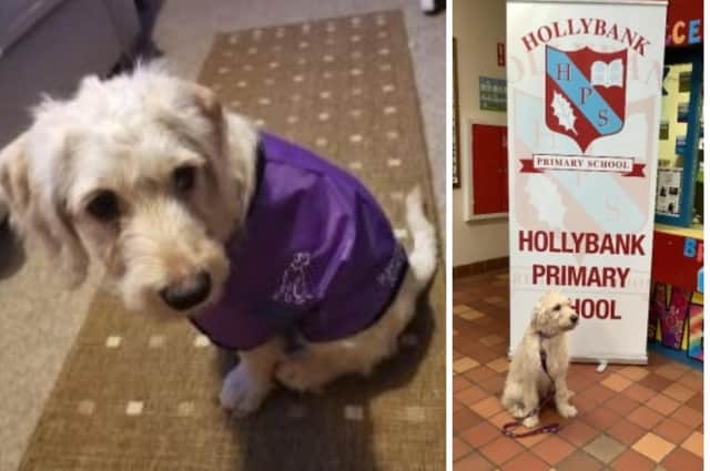 Hollybank Primary School's therapy dog Marshall.
