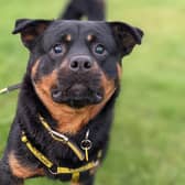 Rottweiler Dougie  is an adorable boy who can be sensitive and take his time getting to know new people. He is currently enjoying home comforts in a foster home where his confidence is increasing every day and he is living with other dogs