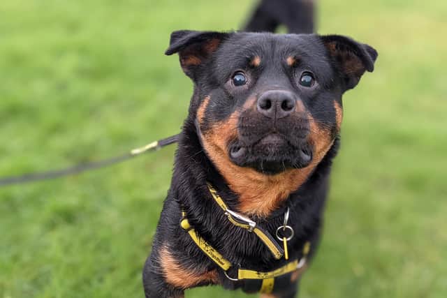 Rottweiler Dougie  is an adorable boy who can be sensitive and take his time getting to know new people. He is currently enjoying home comforts in a foster home where his confidence is increasing every day and he is living with other dogs