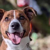 Pippa is an energetic girl who loves playing with a ball. Play fetch with her and you will witness her constantly wagging tail. Once she gets to know you, she enjoys a snuggle
