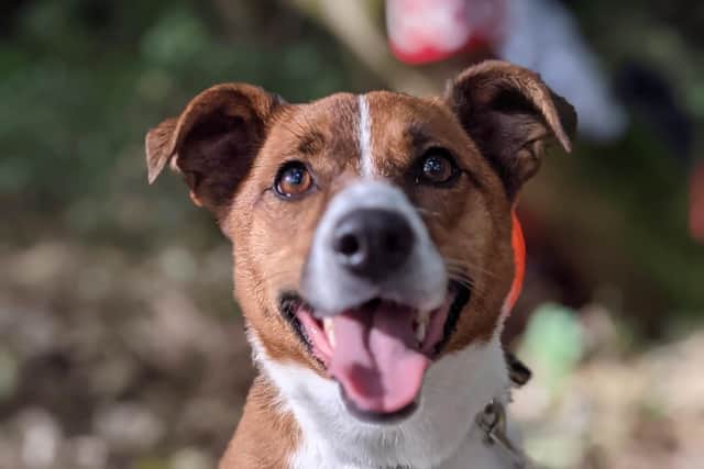 Pippa is an energetic girl who loves playing with a ball. Play fetch with her and you will witness her constantly wagging tail. Once she gets to know you, she enjoys a snuggle