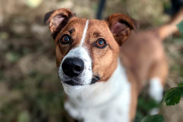 Pippa a lovely collie/terrier cross who is looking for her Forever Home