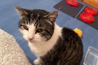 Kojak is a tabby and white male and 11 years old.