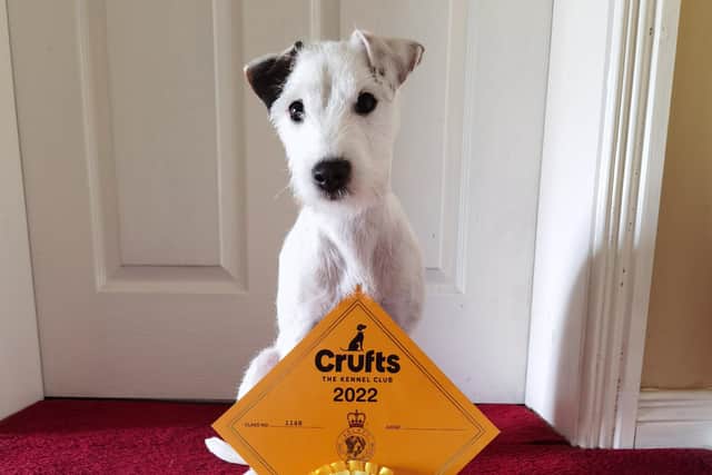 Laura's 11 month old Parson Russell Terrier Hera