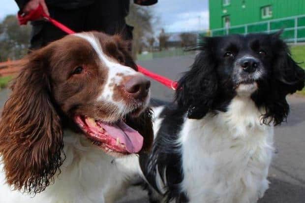 Bo (male) and Skye (female) are two beautiful springer spaniels who are best pals. They are typical of the breed: friendly, lively and fun. They enjoy adventures; being with each other and the company of other dogs