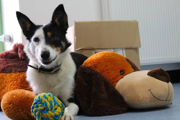 Penny is searching for a patient, loving new owner. She particularly needs help with building her confidence and vet handling. She isn’t keen on being left alone so someone who is around the home for most of the day