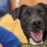 Terrier Cross Cleo is a very busy, bright girl with bundles of energy. She can be a little shy at first but soon comes round and when she does you have a best friend for life.