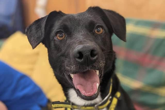 Terrier Cross Cleo is a very busy, bright girl with bundles of energy. She can be a little shy at first but soon comes round and when she does you have a best friend for life.