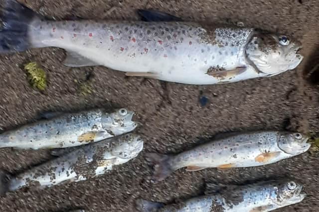 It is believed hundreds of fish have been killed in the slurry spill.