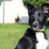 Chris is a beautiful 11-week-old collie pup who is a slightly nervous boy. He requires experienced adopters who will help him learn all about life and who are patient and understanding