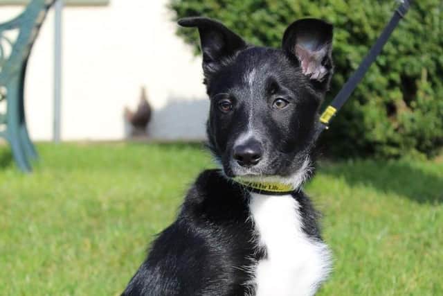 Chris is a beautiful 11-week-old collie pup who is a slightly nervous boy. He requires experienced adopters who will help him learn all about life and who are patient and understanding