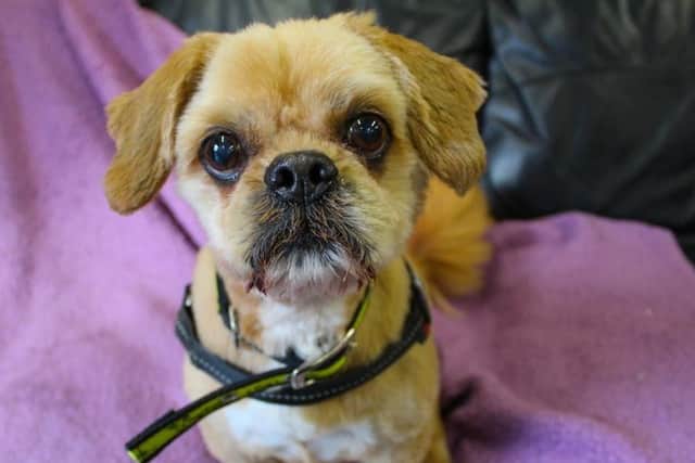 Buddy is a friendly OAP – Older Age Pooch. He loves the company of both humans and dogs. He enjoys his walks and likes playing with cuddly toys especially fluffy soft toys