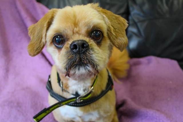 Buddy is a friendly OAP – Older Age Pooch. He loves the company of both humans and dogs. He enjoys his walks and likes playing with cuddly toys especially fluffy soft toys