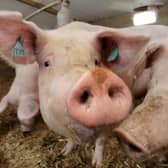 Pigs on Norman Robson's farm in Doagh, Co Antrim. Picture: Cliff Donaldson