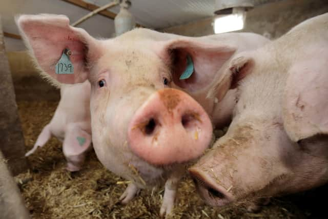 Pigs on Norman Robson's farm in Doagh, Co Antrim. Picture: Cliff Donaldson