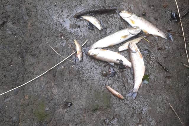 Hundred of fish were killed in the slurry spill on the Claggan River, Cookstown.