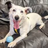 Terrier cross Casper is a great doggy companion who is currently in foster care while he awaits his forever home.  He is a shy but very sweet natured boy. Once he gets to know you he enjoys a cuddle.