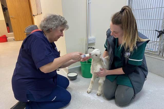 Colleen Tinnelly, USPCA development manager, said, “This is another terrible case involving defenceless young animals being dumped at the roadside – a few months ago it as a litter of pups, now it’s baby goats.”