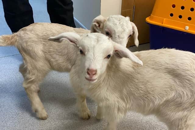 Colleen Tinnelly, USPCA development manager, said, “This is another terrible case involving defenceless young animals being dumped at the roadside – a few months ago it as a litter of pups, now it’s baby goats.”