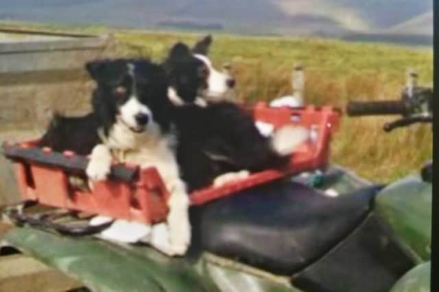 The two Collies stolen in Draperstown. Picture: PSNI