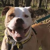 Whinney is a beautiful, big girl who likes playing with a ball and loves a tasty treat.  She is good in the car and enjoys an adventure and is also good on the lead when on her walks.