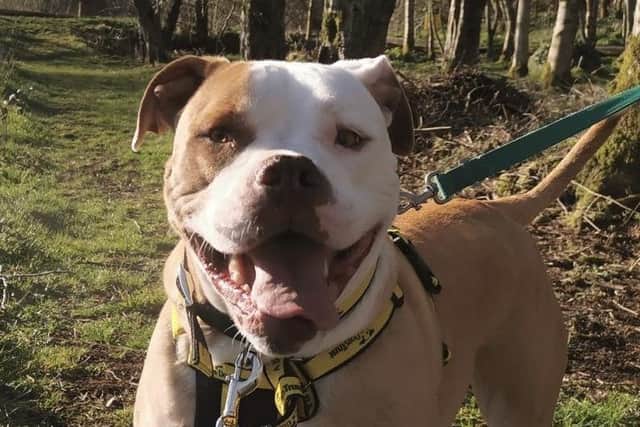 Whinney is a beautiful, big girl who likes playing with a ball and loves a tasty treat.  She is good in the car and enjoys an adventure and is also good on the lead when on her walks.