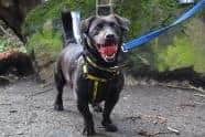 Bruiser is a friendly terrier cross who has plenty of energy, enjoys his walks and likes to play fetch. Playing with toys is his favourite pastime. Bruiser is looking for an adult only home with no other pets