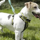 Jack Russell Terrier Milo is a very active boy who is full of life and has a big personality. He’s a friendly little guy who just adores meeting new people when he’s out and about.