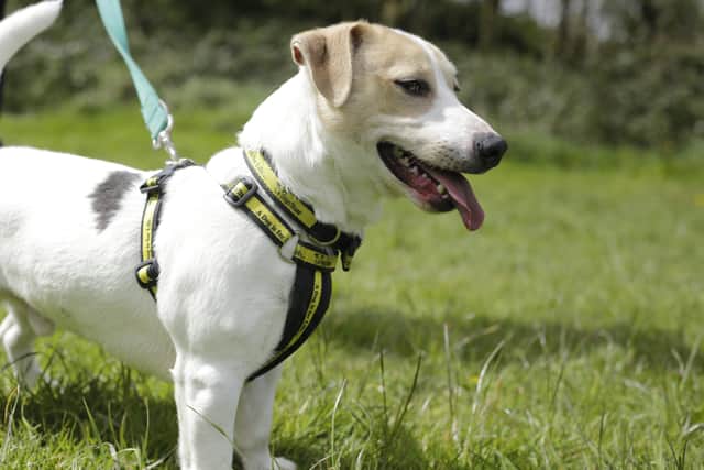 Jack Russell Terrier Milo is a very active boy who is full of life and has a big personality. He’s a friendly little guy who just adores meeting new people when he’s out and about.