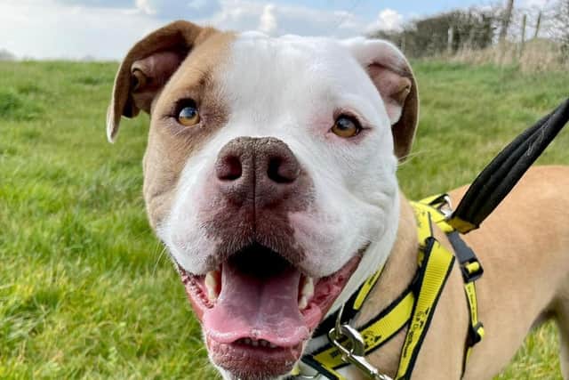 American Bulldog Whinney loves getting out for walks and despite her size she is very good on the lead. She also loves to play with a ball and enjoys getting out and about in the car. Whinney can be shy around new people, however once she gets to know you, she becomes a big bundle of love