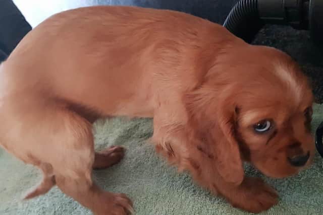 One of almost 30 puppies taken into council care after being recovered by police near Larne port in a previous operation.