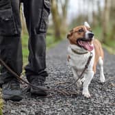 Collie/Jack Russell Terrier cross  Pippa loves nothing more than playing with her ball and going out for walks. Her love for food makes training sessions a little easier