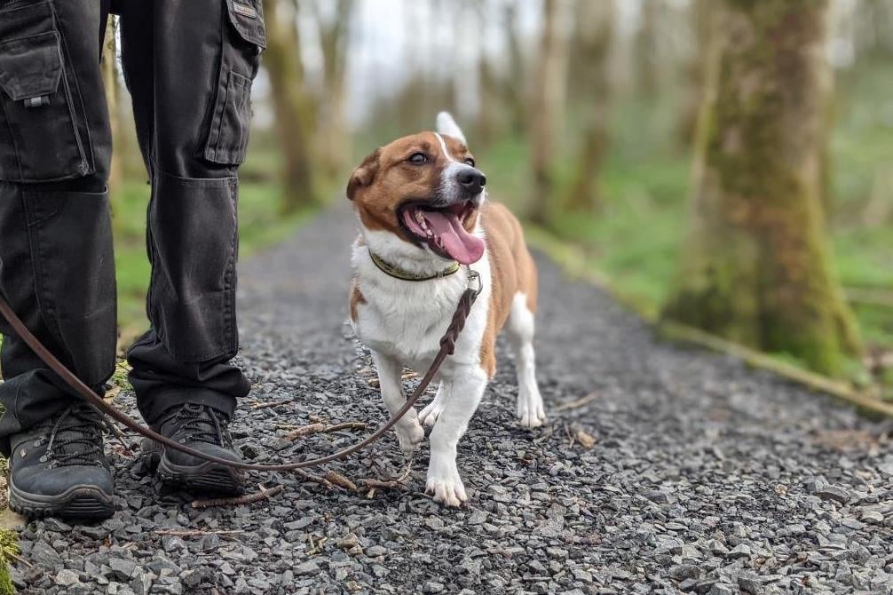 Would you have space in your heart and home for Pippa or Charlie? Would you have space in your heart and home for Pippa or Charlie?