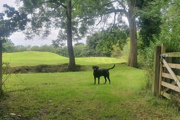 Armagh, Banbridge and Craigavon Council takes 16 dog owners to court over lack of licence Armagh, Banbridge and Craigavon Council takes 16 dog owners to court over lack of licence