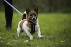 Jack Russell Terrier  Rosie can be very curious when in new environments and loves to investigate and have a good sniff. She also really enjoys playing with her squeaky toys. Rosie is a very friendly dog when meeting new people
