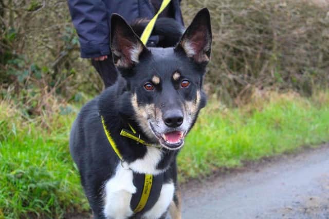Collie/Husky cross  Zed is a lively big boy who absolutely adores playing with his boomer ball.  He also really enjoys getting out for a walk. Zed is ideally looking for a quiet, rural, and adult only home.