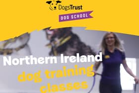 Dogs Trust Dog School holding training classes locally