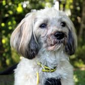 Chinese Crested  Brody can be shy when he first meets new people, but he does come round in his own time and can be a very affectionate little dog who enjoys cuddles once he gets to know and trust you.