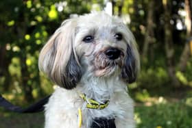Chinese Crested  Brody can be shy when he first meets new people, but he does come round in his own time and can be a very affectionate little dog who enjoys cuddles once he gets to know and trust you.