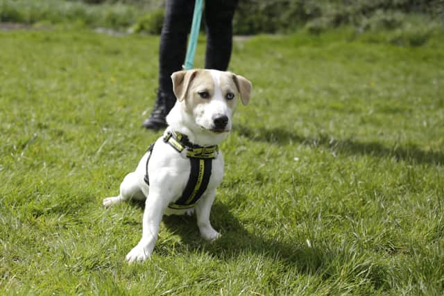 Jack Russell Terrier Milo is an energetic and playful little dog, who loves going for walks and playing with toys. He is a friendly boy who likes to meet new people when he is out and about and he has a great personality and character