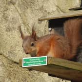 A red squirrel in the Glens
