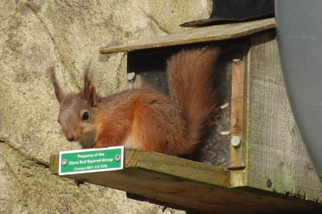 A red squirrel in the Glens