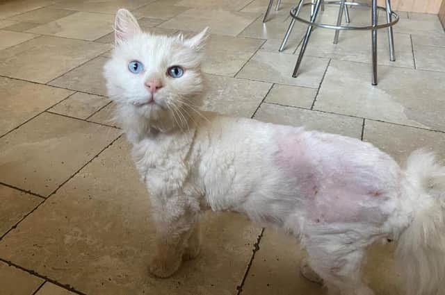 Albert feeling lighter after his matted fur was removed: