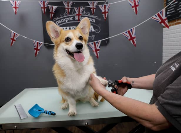 Lily, the Corgi who featured in Netflix hit 'The Crown', receiving her free groom at Jollyes