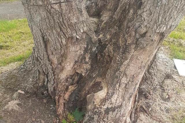An ash tree in Drumellan, Craigavon which has been infected with disease and is one of many due to be chopped down across Co Armagh.