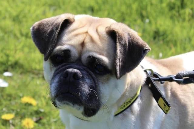 Pug/Beagle Cross  Buster loves his food and has been really enjoying enrichment feeding since he has arrived at the centre. As a treat he loves peanut butter, cheese, and a crunchy carrot. Buster enjoys getting to run around and play with all his toys